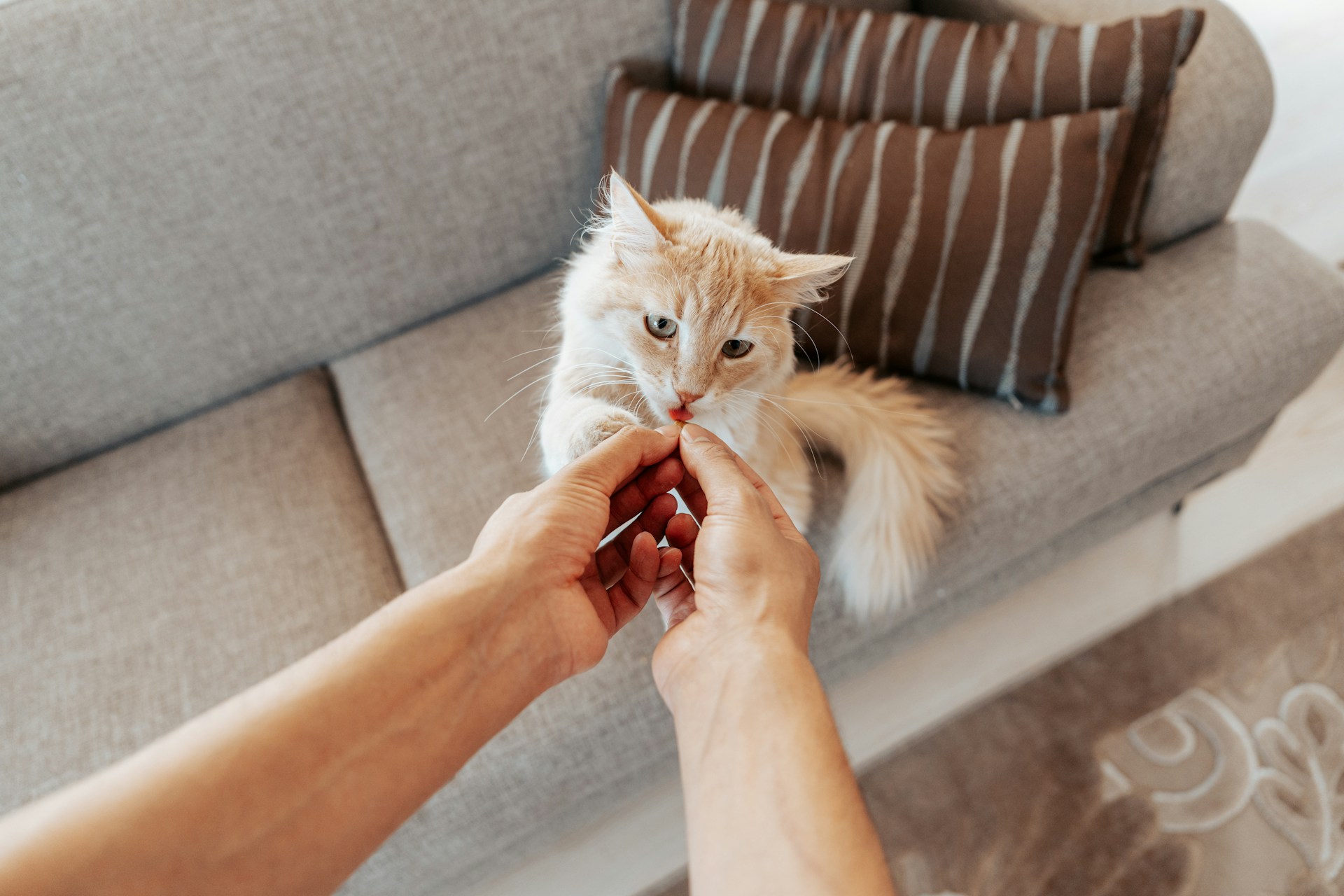 Cat Parents