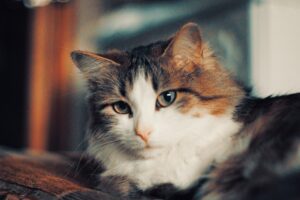 Cat Grooming
