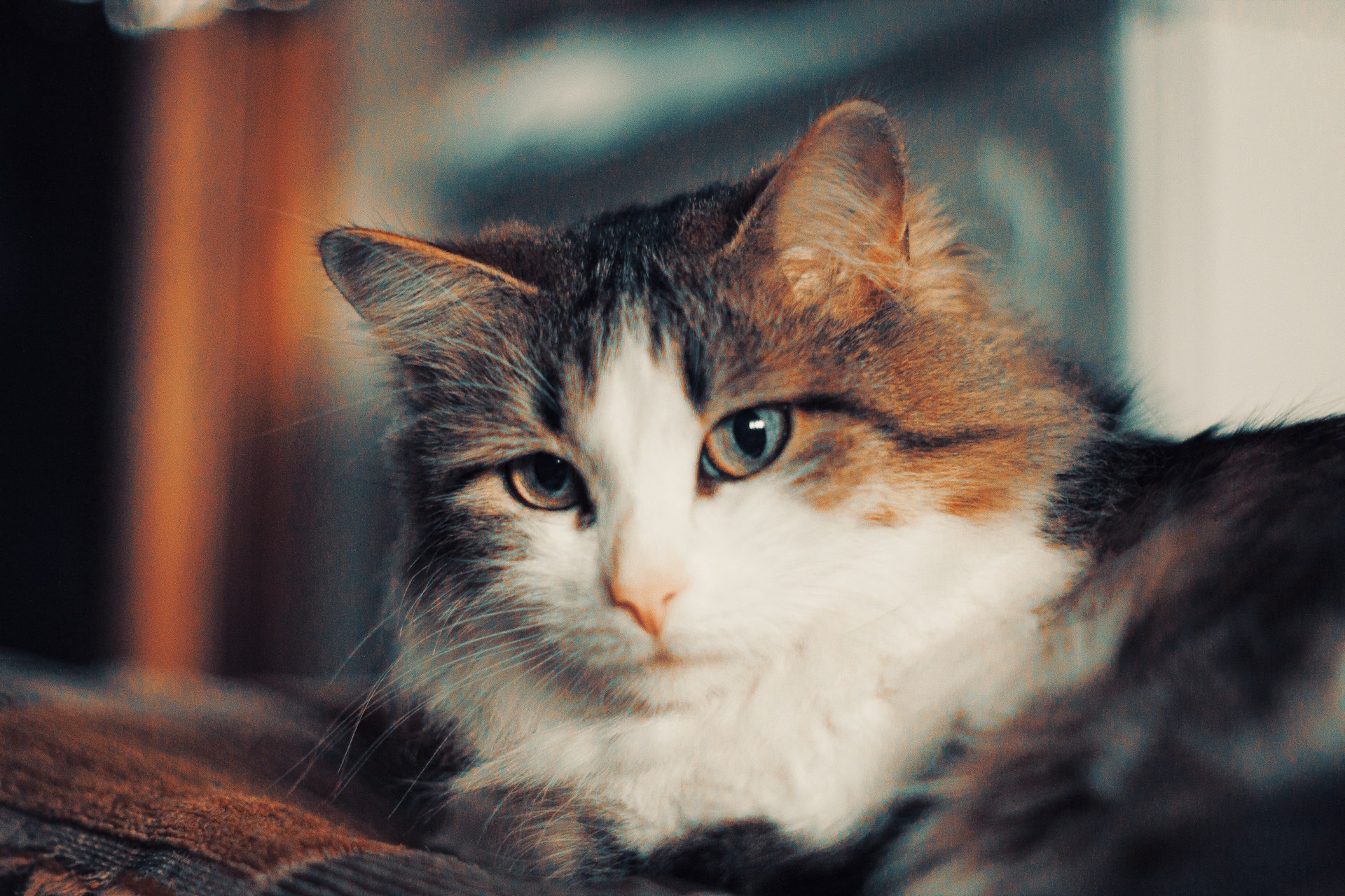 Cat Grooming