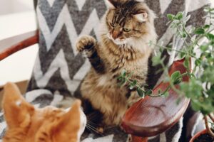 Cat Grooming