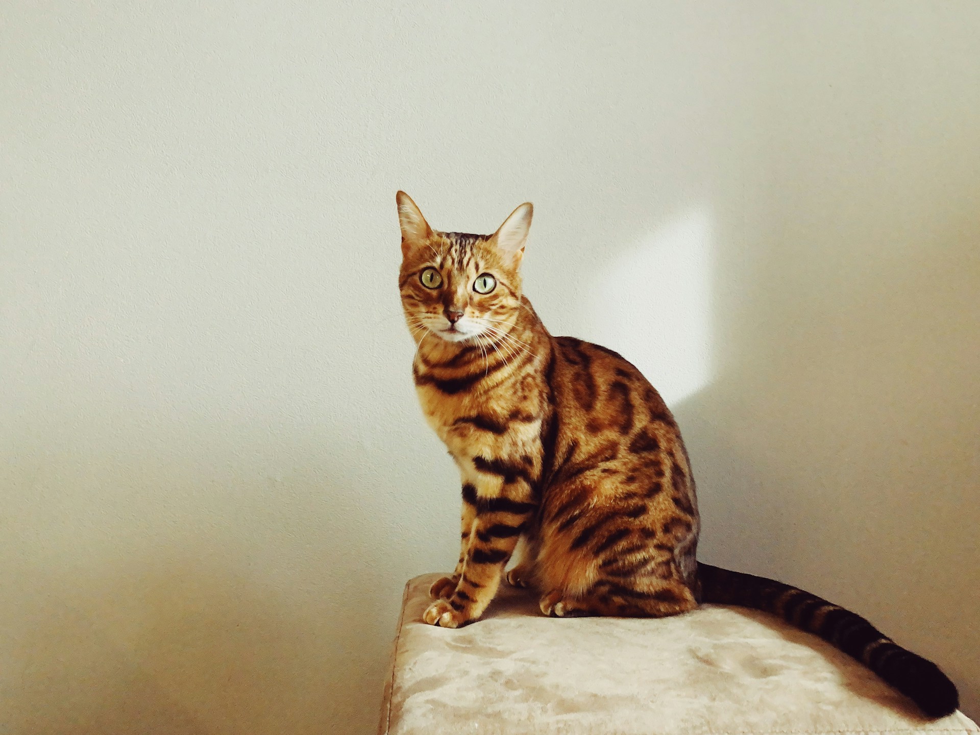 Elderly Cats
