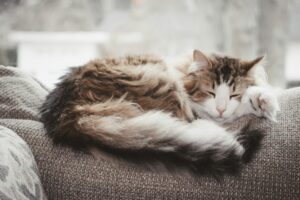 Cat Shedding