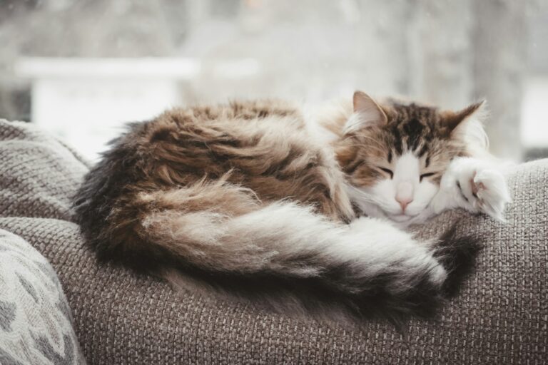 Cat Shedding
