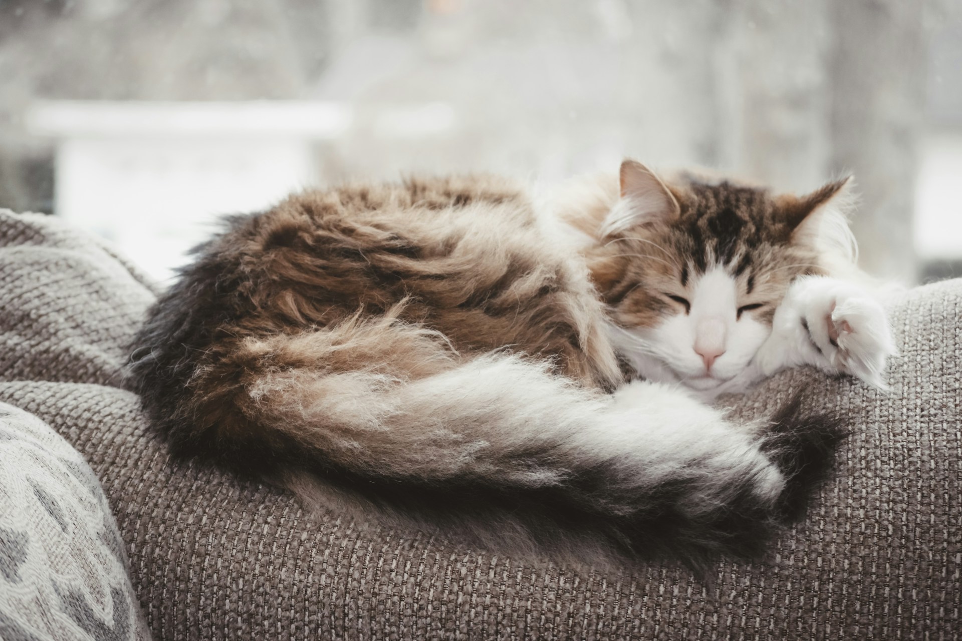 Cat Shedding