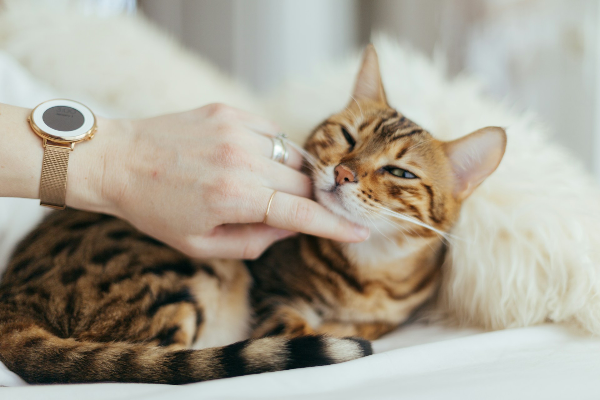 Cat Grooming