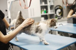 Cat Grooming