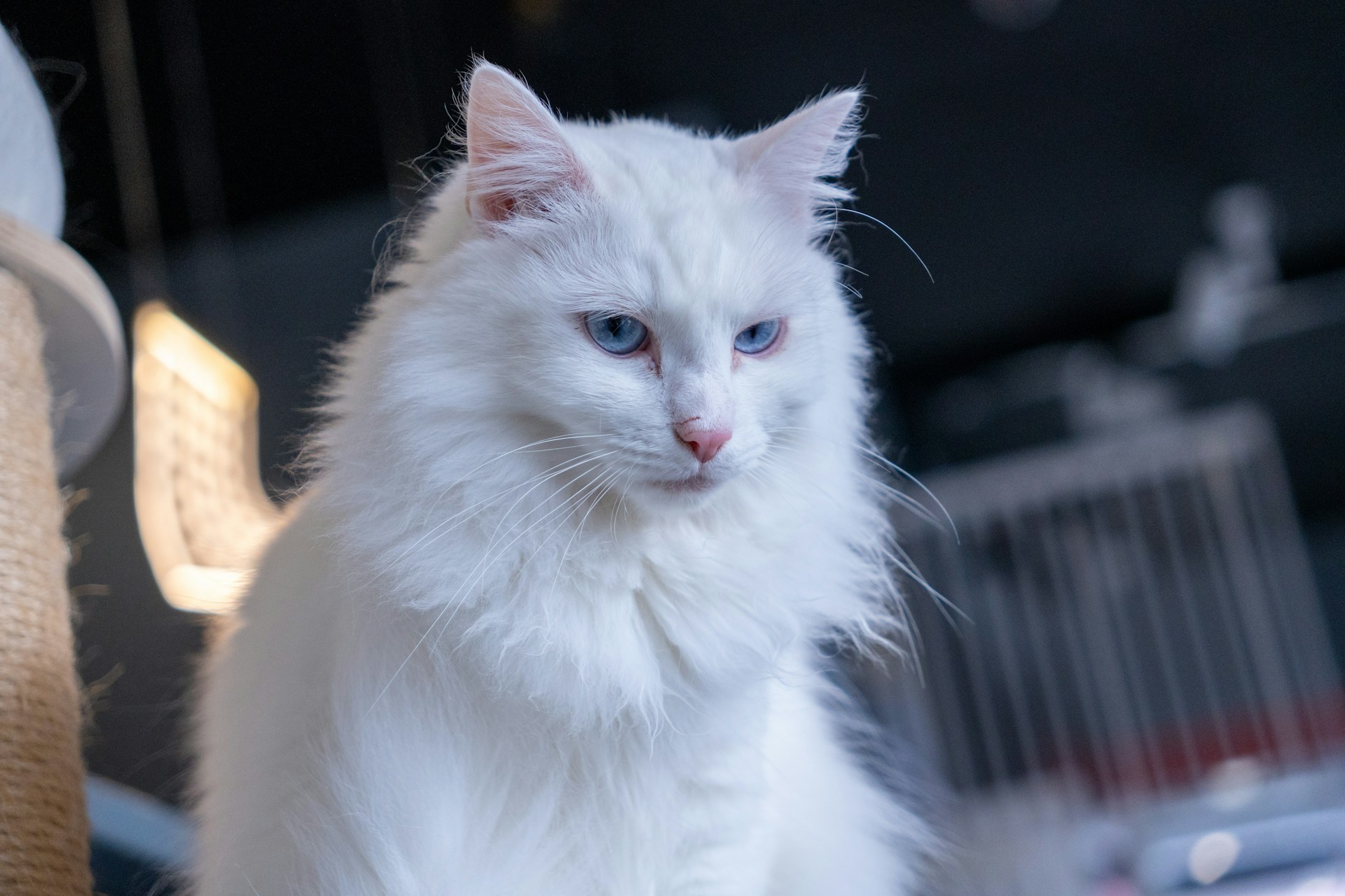 Cat Grooming